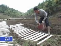 曹坊鎮引進套管技術種植淮山