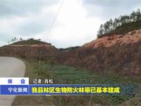 我縣林區生物防火林帶已基本建成