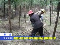 新型經(jīng)營主體成為我縣林業(yè)發(fā)展新引擎