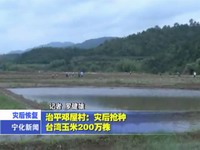 治平鄧屋村：災后搶種臺灣玉米200萬株