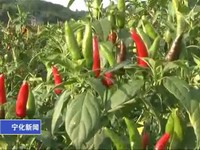 寧化辣椒接受無公害認證現場檢查