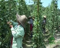 幸福計生專欄：生育關懷促增收