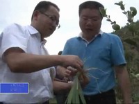 縣長余建地到城區和安樂鄉調研林業工作