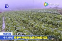 反季節種植高山蔬菜效益初顯