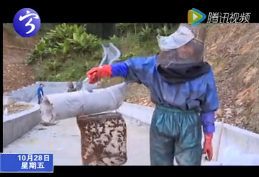 密林放養(yǎng)胡蜂 助力精準(zhǔn)扶貧