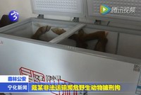 戴某非法運輸瀕危野生動物被刑拘
