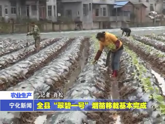 全縣“翠碧一號”煙苗移栽基本完成