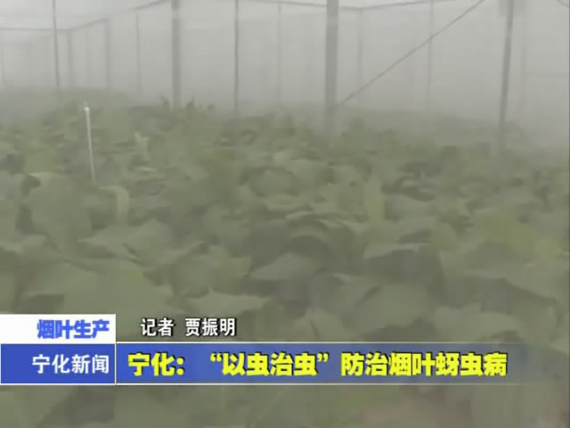 寧化：“以蟲治蟲”防治煙葉蚜蟲病
