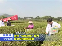 移植“以蟲治蟲”技術(shù)  防治農(nóng)作物蚜繭病