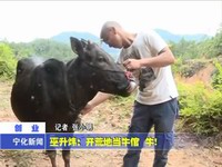 巫升煒：開荒地當(dāng)牛倌 牛！