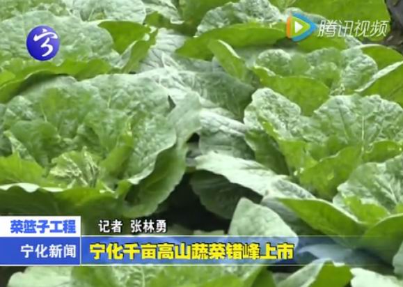 寧化千畝高山蔬菜錯峰上市
