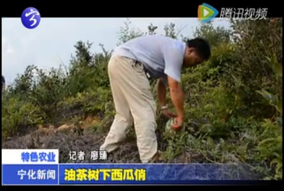 油茶樹下西瓜俏