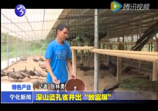 深山藍(lán)孔雀開出“致富屏”