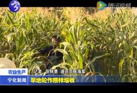 旱地輪作照樣增收