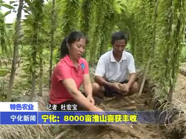 寧化：8000畝淮山喜獲豐收