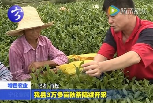 寧化縣3萬多畝秋茶陸續開采