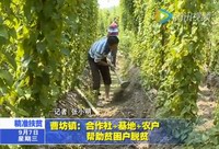曹坊鎮(zhèn)：合作社+基地+農(nóng)戶幫助貧困戶脫貧