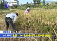全縣7000余畝中稻河龍貢米開鐮收割