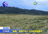 “鲇魚”導致寧化1.8萬畝水稻受災