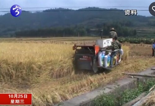 寧化水稻項目獲得省上400萬元“紅包”