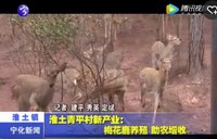 淮土青平村新產(chǎn)業(yè)：梅花鹿養(yǎng)殖助農(nóng)增收
