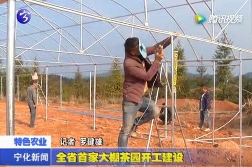 全省首家大棚茶園開工建設