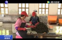 小黃瓜變成整村脫貧小金瓜