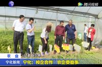 寧化：校企合作  農企受益多