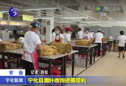 寧化縣煙葉收購進展順利