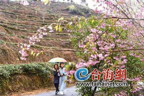 泉州寒潮來襲氣溫驟降 德化霧凇美麗“凍”人