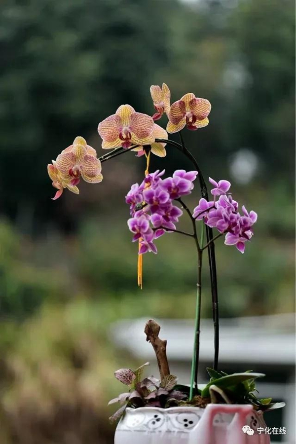 寧化·蘭(組圖)