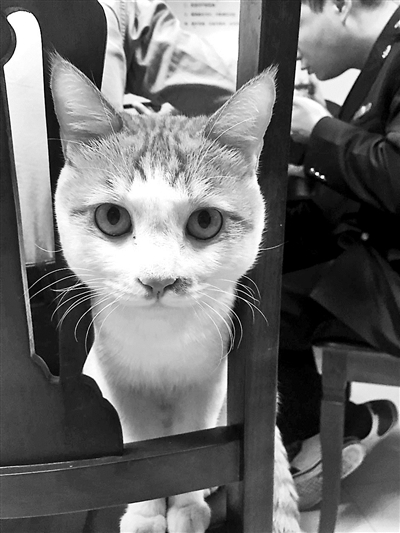 貓咪小黃在工商所