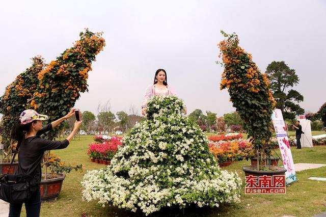 “梅”艷芳菲 漳州三角梅扮靚花博盛會(huì)