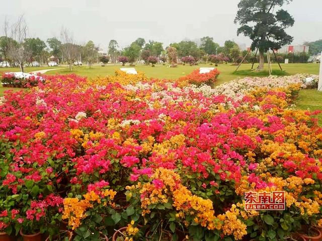 “梅”艷芳菲 漳州三角梅扮靚花博盛會(huì)