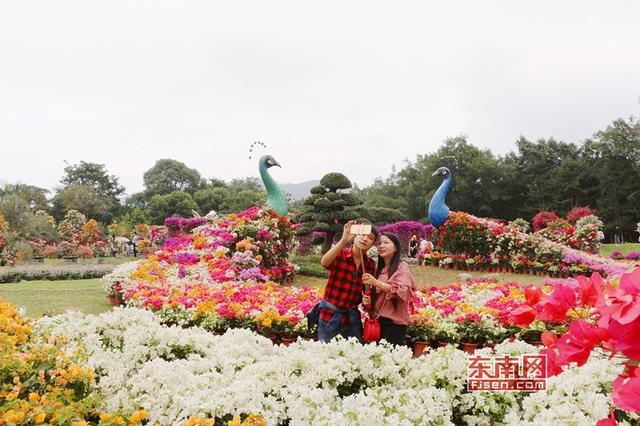 “梅”艷芳菲 漳州三角梅扮靚花博盛會(huì)