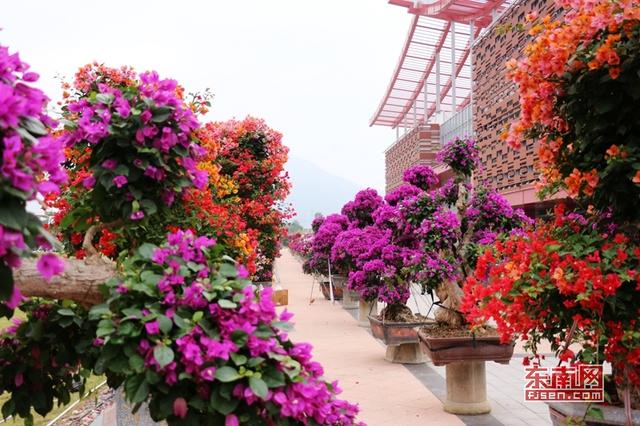 “梅”艷芳菲 漳州三角梅扮靚花博盛會(huì)