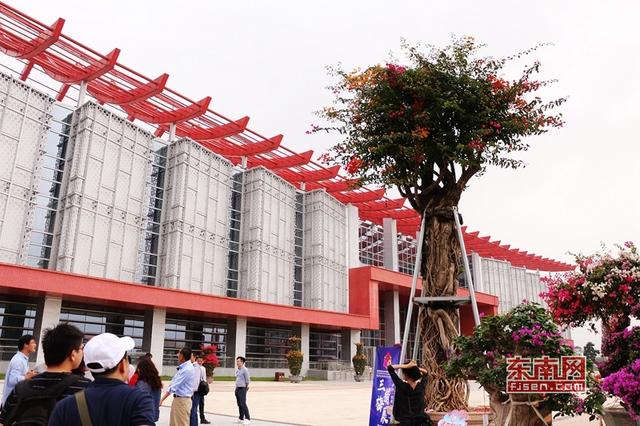 “梅”艷芳菲 漳州三角梅扮靚花博盛會(huì)