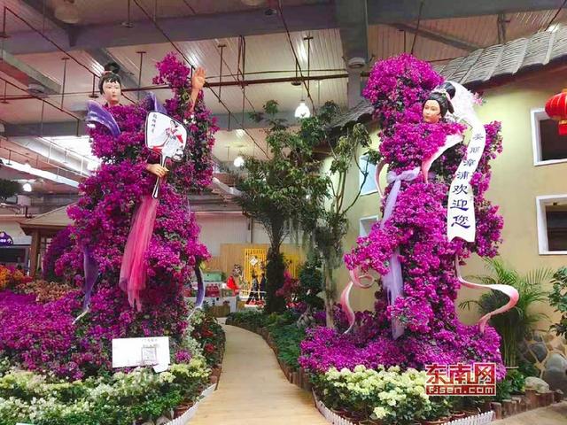 “梅”艷芳菲 漳州三角梅扮靚花博盛會(huì)