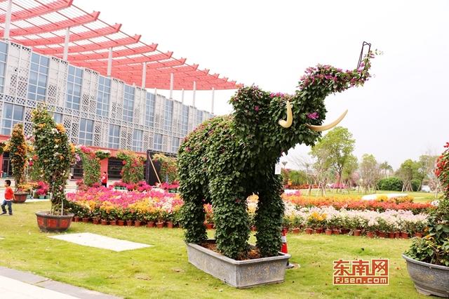 “梅”艷芳菲 漳州三角梅扮靚花博盛會(huì)