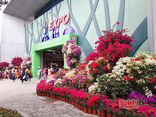 “梅”艷芳菲 漳州三角梅扮靚花博盛會(huì)