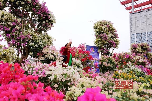 “梅”艷芳菲 漳州三角梅扮靚花博盛會(huì)