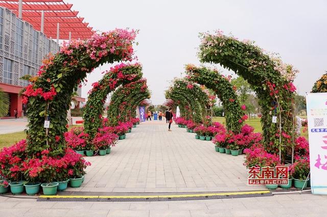 “梅”艷芳菲 漳州三角梅扮靚花博盛會(huì)