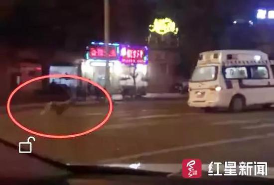 視頻截圖，金毛犬追著救護(hù)車