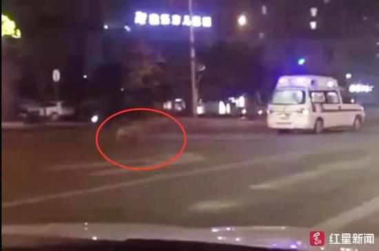 視頻截圖，金毛犬追著救護(hù)車