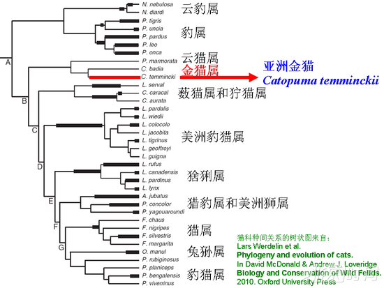 金貓在貓科中的分類地位