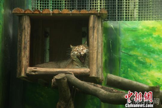 打哈欠的金貓，2016年11月在重慶動物園拍攝的的西藏亞種金貓。