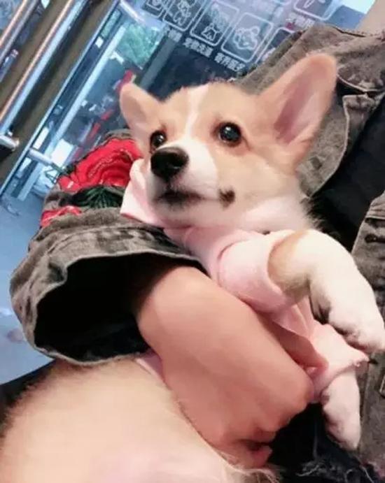 為了解決柯基死亡的問(wèn)題，何興麗和旦旦有可能進(jìn)行當(dāng)面調(diào)解。