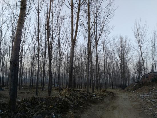 村里的楊樹林。