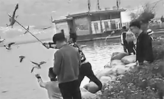 男游客在洱海邊“棒打”海鷗。春城晚報 圖