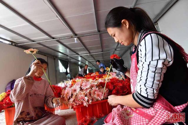 龍巖大學生舍棄高薪回農村種花 帶動貧困戶增收